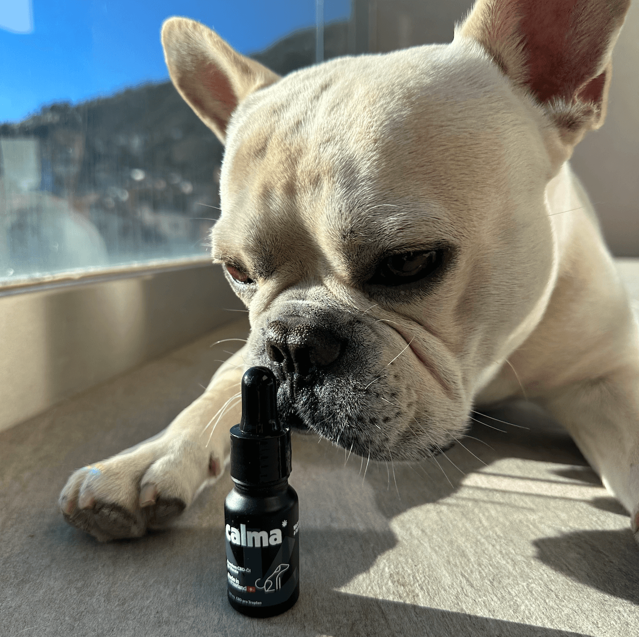 Aceite de CBD para perros 🐶