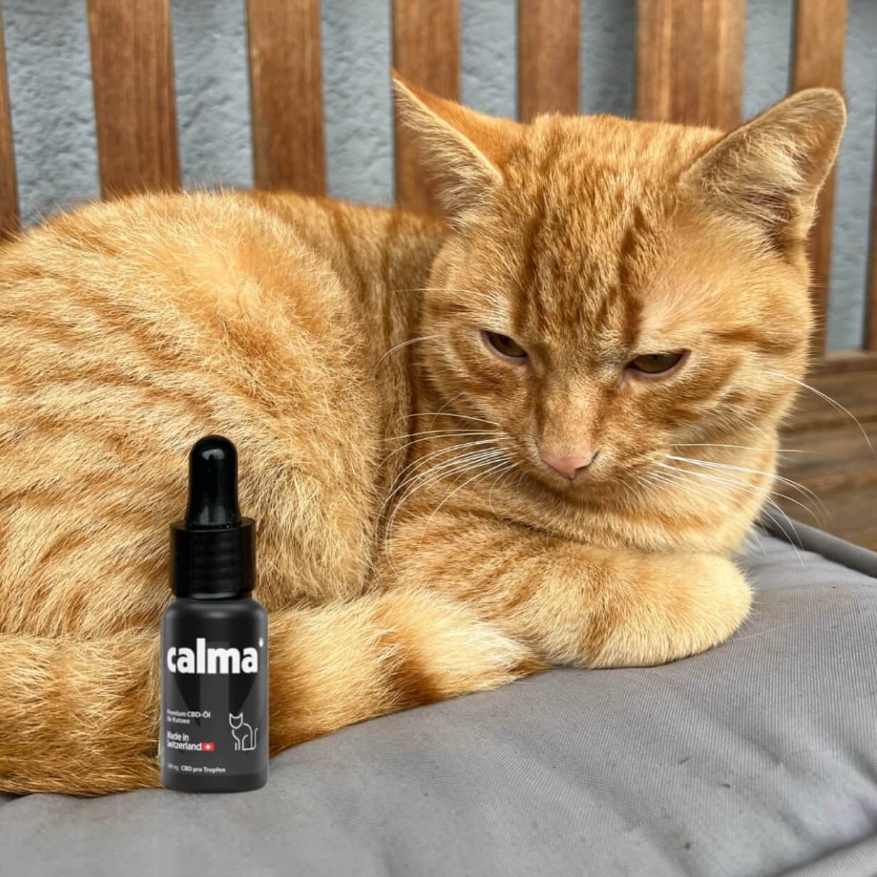 Aceite de CBD para Gatos 🐱