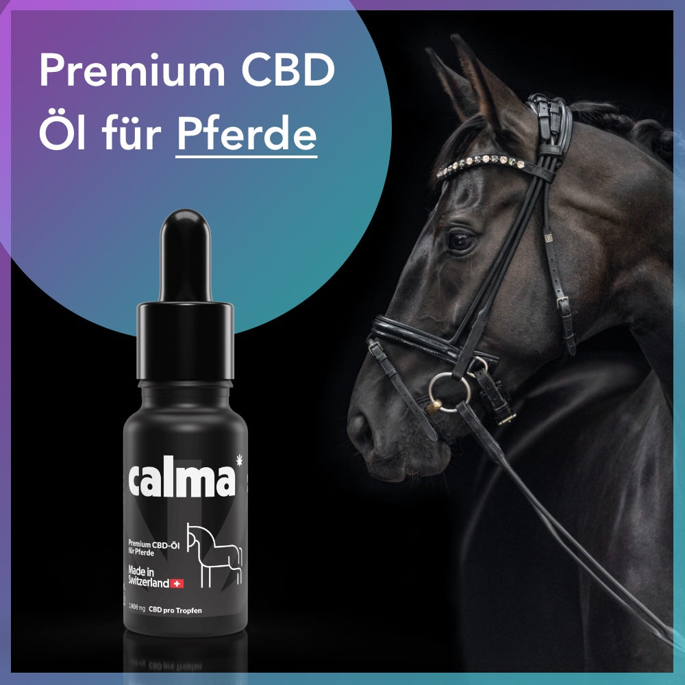 Aceite de CBD para Caballos 🐴