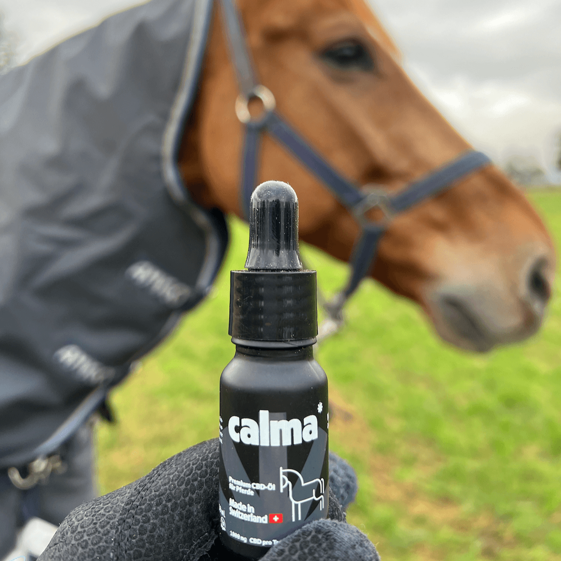 Aceite de CBD para Caballos 🐴